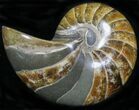 Cretaceous Nautilus Fossil - Madagascar #22518-1